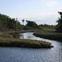 L-31 Levee