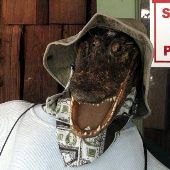 Gator Park