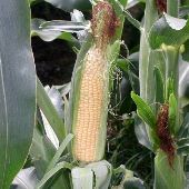 Alger's farm