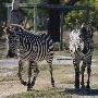 Miami-Dade Zoological Park and Gardens