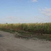 Sugar Cane - Celestino