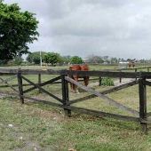 Horse Country
