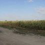 Sugar Cane - Celestino