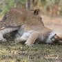 Miami-Dade Zoological Park and Gardens