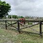 Horse Country