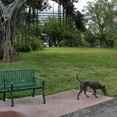 Pine Tree Drive/Park