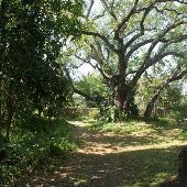 Kampong