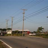 Silver Palm