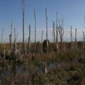 Pennsuco Wetlands