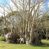 Tropical Research and Education Center