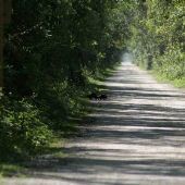 Loop Road