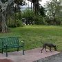Pine Tree Drive/Park