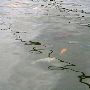 Summerland Tropical Fish Farm