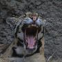 Miami-Dade Zoological Park and Gardens