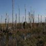 Pennsuco Wetlands