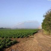 Squash fields