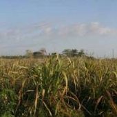 Sugar Cane