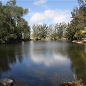 Pine Tree Park