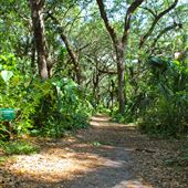 Kendall Indian Hammocks - Nature trail