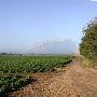 Squash fields