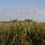 Sugar Cane