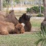 Miami-Dade Zoological Park and Gardens