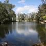 Pine Tree Park