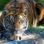 Miami-Dade Zoological Park and Gardens