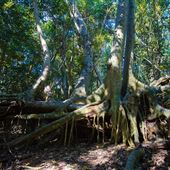 Castellow Hammock Preserve & Nature Center