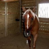 Hardlock's Training Stables