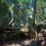Castellow Hammock Preserve & Nature Center