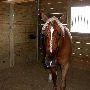 Hardlock's Training Stables