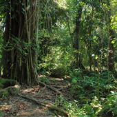 Hattie Bauer Park - (Orchid Jungle)