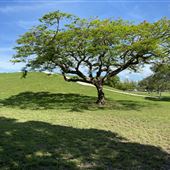 Tropical Park - Hill