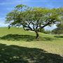 Tropical Park - Hill