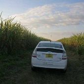 Sugar Cane