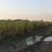 Sugar Cane - Celestino
