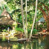 HTM00439 – Jungle Paradise
