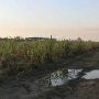 Sugar Cane - Celestino
