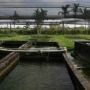 Old World Exotic Fish Farm