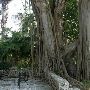 Kampong