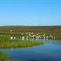 Northwest 58th Street Wetland
