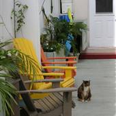 Smiling Pets - MiMo District