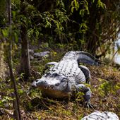 Everglades Alligator Farm