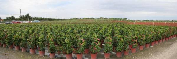 Everbloom Growers