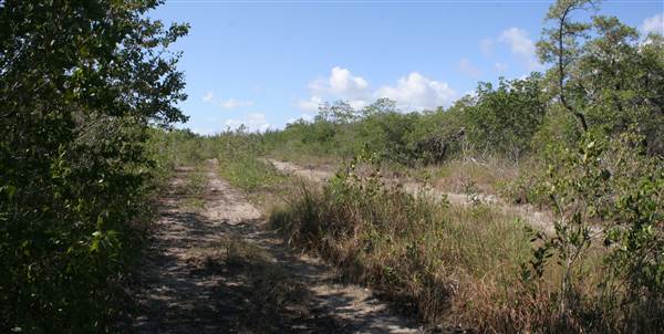 South Dade Wetlands (4/16/2015 - Credits: Dorothea "Dee" Belz)