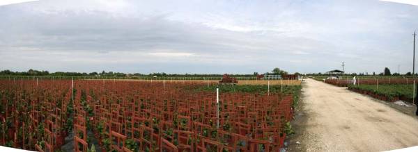 Everbloom Growers