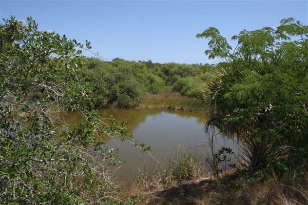 South Dade Wetlands (4/16/2015 - Credits: Dorothea "Dee" Belz)