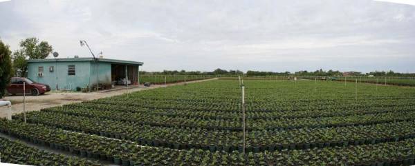 Everbloom Growers