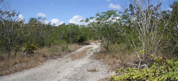 South Dade Wetlands (4/16/2015 - Credits: Dorothea "Dee" Belz)
